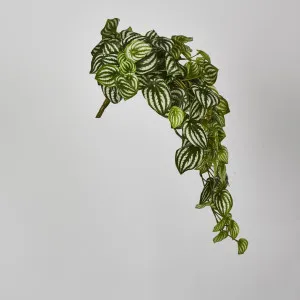 Green White Watermelon Peperomia Hanging Bush x 12 108 Leaves by Florabelle Living, a Plants for sale on Style Sourcebook