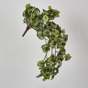 Green White Watermelon Peperomia Hanging Bush x 15 137 Leaves by Florabelle Living, a Plants for sale on Style Sourcebook