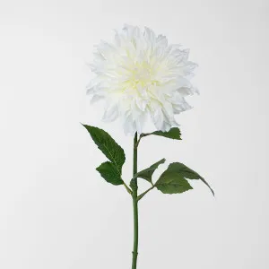 White Dahlia by Florabelle Living, a Plants for sale on Style Sourcebook