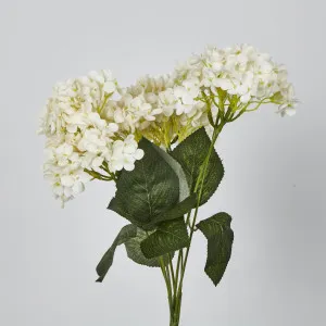 White Hydrangea Bush x 7 by Florabelle Living, a Plants for sale on Style Sourcebook