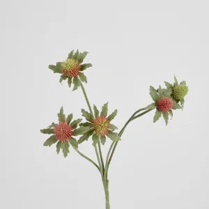 Red Green Thistle Spray x 5 by Florabelle Living, a Plants for sale on Style Sourcebook