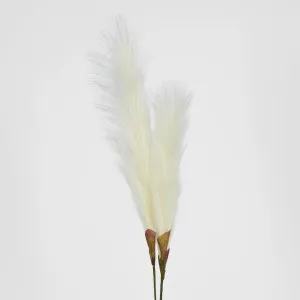 Cream White Pampas Bush x 3 by Florabelle Living, a Plants for sale on Style Sourcebook