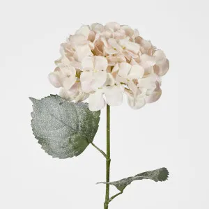 Snow Covered Pink Christmas Hydrangea with 2 Leaves by Florabelle Living, a Plants for sale on Style Sourcebook