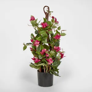 61cm Climbing Pink Bougainvillea in Pot by Florabelle Living, a Plants for sale on Style Sourcebook
