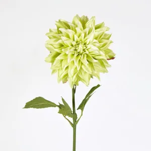 Green Dahlia by Florabelle Living, a Plants for sale on Style Sourcebook