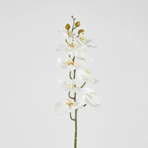 Phalenopsis Orchid by Florabelle Living, a Plants for sale on Style Sourcebook