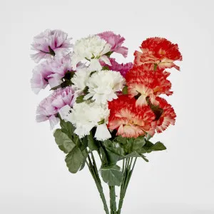 Carnation Bush Sold in Box Qty Only by Florabelle Living, a Plants for sale on Style Sourcebook
