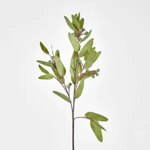 Green Eucalyptus Spray with Seed by Florabelle Living, a Plants for sale on Style Sourcebook