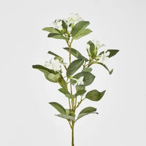 Stephanotis by Florabelle Living, a Plants for sale on Style Sourcebook