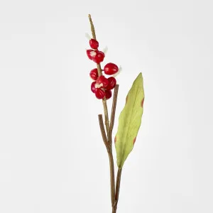 Shell Ginger by Florabelle Living, a Plants for sale on Style Sourcebook
