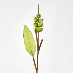 Shell Ginger by Florabelle Living, a Plants for sale on Style Sourcebook