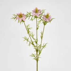 Love in the Mist by 3 by Florabelle Living, a Plants for sale on Style Sourcebook