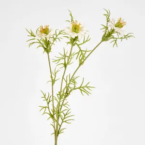 Love in the Mist by 3 by Florabelle Living, a Plants for sale on Style Sourcebook