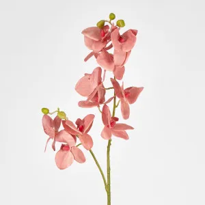 Orchid by Florabelle Living, a Plants for sale on Style Sourcebook