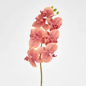 Phalaenopsis Orchid Pink by Florabelle Living, a Plants for sale on Style Sourcebook