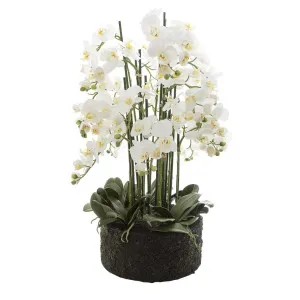 Orchid in Paper Pot Extra Large 90cm White by Florabelle Living, a Plants for sale on Style Sourcebook