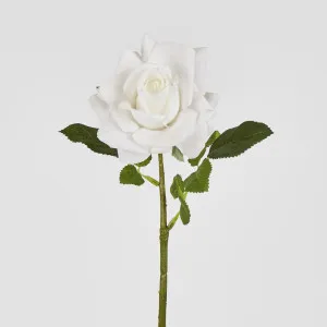 Walter Real Touch Rose Stem Ivory
 61cm by Florabelle Living, a Plants for sale on Style Sourcebook
