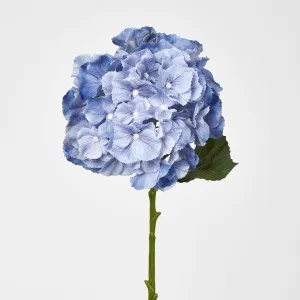 Susan Hydrangea Soft Touch Blue
 52cm by Florabelle Living, a Plants for sale on Style Sourcebook