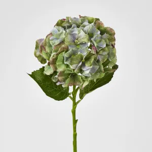 Susan Hydrangea Soft Touch Antique Green
 52cm by Florabelle Living, a Plants for sale on Style Sourcebook