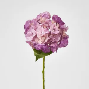 Susan Hydrangea Soft Touch Plum
 52cm by Florabelle Living, a Plants for sale on Style Sourcebook