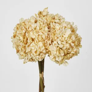 Dried Cream Hydrangea x 3 Bundle by Florabelle Living, a Plants for sale on Style Sourcebook