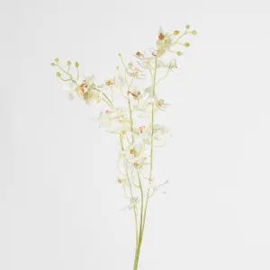 White Dendrobium Spray by Florabelle Living, a Plants for sale on Style Sourcebook