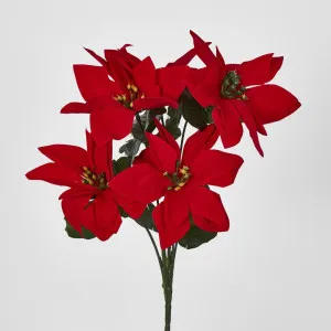 Poinsettia Bush Sold in Box Qty Only by Florabelle Living, a Plants for sale on Style Sourcebook