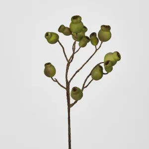 Green Gumnut Spray x 12 Gumnuts by Florabelle Living, a Plants for sale on Style Sourcebook
