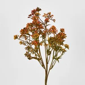 Badassi Bush with Orange Flowers by Florabelle Living, a Plants for sale on Style Sourcebook