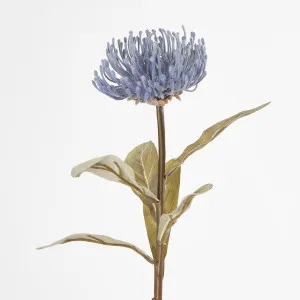Blue Leucospermum by Florabelle Living, a Plants for sale on Style Sourcebook
