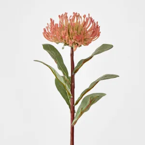 Orange Leucospermum by Florabelle Living, a Plants for sale on Style Sourcebook