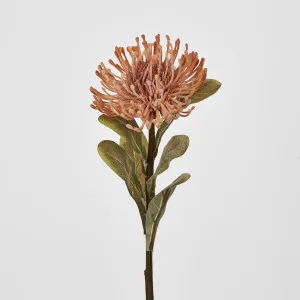 Peach Leucospermum by Florabelle Living, a Plants for sale on Style Sourcebook