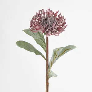 Burgundy Leucospermum by Florabelle Living, a Plants for sale on Style Sourcebook