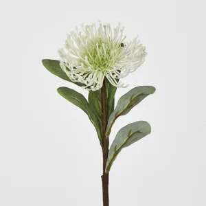 White Leucospermum by Florabelle Living, a Plants for sale on Style Sourcebook