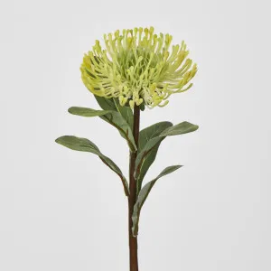 Yellow Leucospermum by Florabelle Living, a Plants for sale on Style Sourcebook