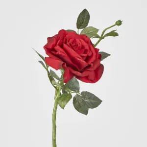 Queen Rose by Florabelle Living, a Plants for sale on Style Sourcebook