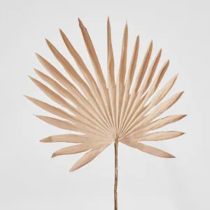 Sand Sun Palm leaf by Florabelle Living, a Plants for sale on Style Sourcebook
