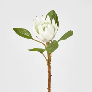 52cm White Protea Stem by Florabelle Living, a Plants for sale on Style Sourcebook