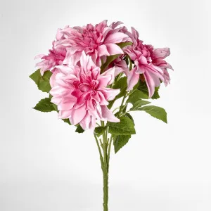 Beauty Pink Dahlia Bush x 5 by Florabelle Living, a Plants for sale on Style Sourcebook