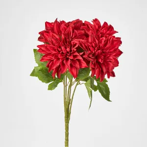 Red Dahlia Bush x 5 by Florabelle Living, a Plants for sale on Style Sourcebook