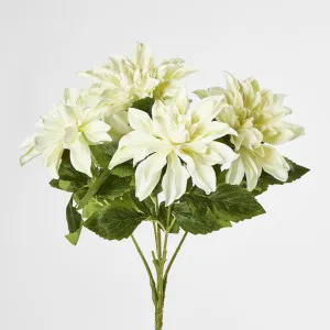 White Dahlia Bush x 5 by Florabelle Living, a Plants for sale on Style Sourcebook