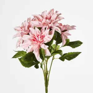 Baby Light Pink Dahlia Bush x 5 by Florabelle Living, a Plants for sale on Style Sourcebook