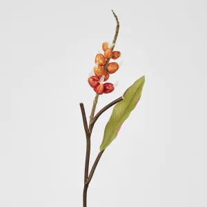 Shell Ginger by Florabelle Living, a Plants for sale on Style Sourcebook