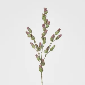 Hop Spray by Florabelle Living, a Plants for sale on Style Sourcebook