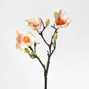 Magnolia by 3 by Florabelle Living, a Plants for sale on Style Sourcebook