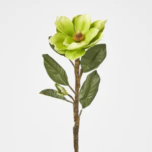 Magnolia by Florabelle Living, a Plants for sale on Style Sourcebook
