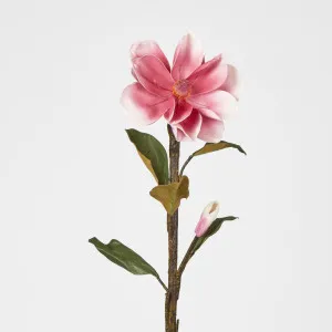 Magnolia by Florabelle Living, a Plants for sale on Style Sourcebook