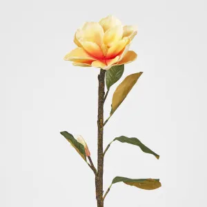 Magnolia by Florabelle Living, a Plants for sale on Style Sourcebook