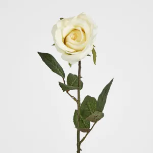 Long Stem Rose Cream by Florabelle Living, a Plants for sale on Style Sourcebook