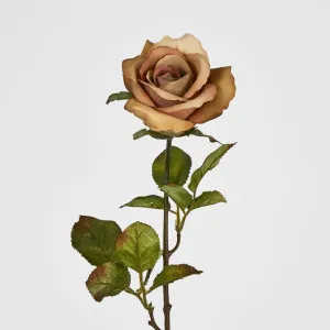 Long Stem Rose Capaccino by Florabelle Living, a Plants for sale on Style Sourcebook